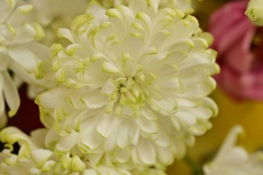 Bahçede güzel beyaz kasımpatı çiçekleri, yakın çekim manzarası