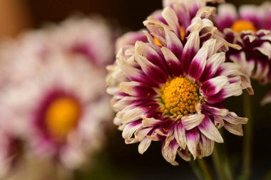 Bahçedeki güzel çiçekleri kapat.