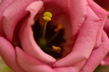 Bahçedeki pembe çiçek