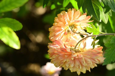 Güzel botanik fotoğrafı, doğal duvar kağıdı.