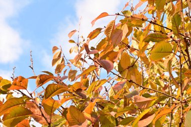 Güzel botanik çekimleri, doğal duvar kağıtları...
