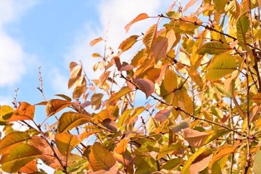Güzel botanik çekimleri, doğal duvar kağıtları...