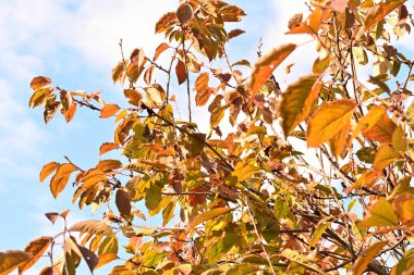 Güzel botanik çekimleri, doğal duvar kağıtları...