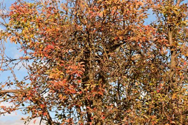 Güzel botanik çekimleri, doğal duvar kağıtları...