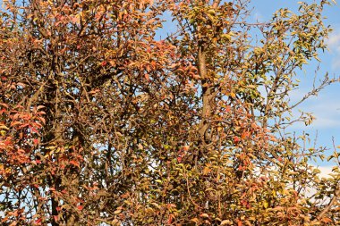 Güzel botanik fotoğrafı, doğal duvar kağıdı.