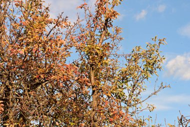 Güzel botanik çekimleri, doğal duvar kağıtları...