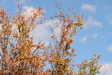 Güzel botanik çekimleri, doğal duvar kağıtları...