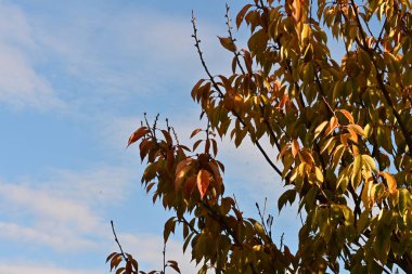 Sonbahar yaprakları, sonbahar bitkileri
