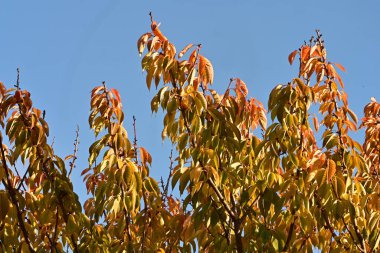 Parkta sonbahar yaprakları