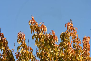 Güzel sonbahar yaprakları, bitki örtüsü ve doğa