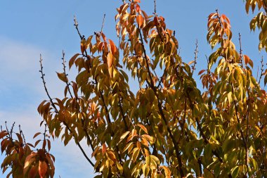 Güzel botanik fotoğrafı, doğal duvar kağıdı.