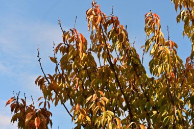 Ağaç dalları, bitki örtüsü.