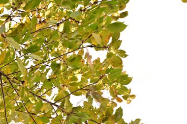 yeşil yapraklar, bitkiler ve yapraklar