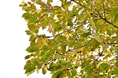 parkta sonbahar yaprakları