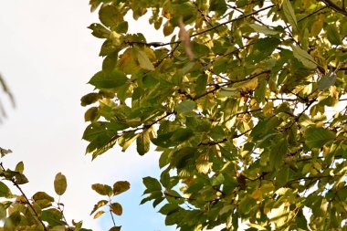 Bahçedeki bir ağacın yeşil yaprakları