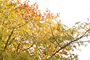 Sonbahar ormanındaki ağaçlar