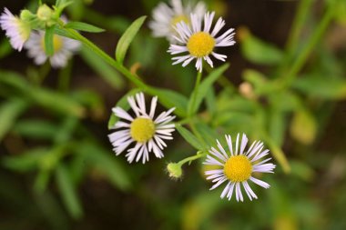 Bahçedeki güzel çiçekler