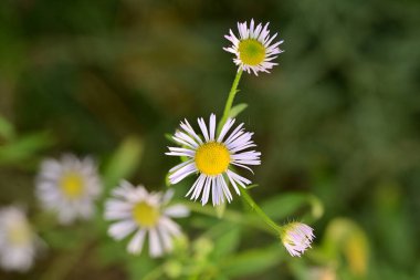 Bahçedeki güzel çiçekler