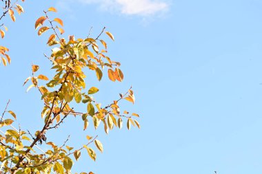 Güzel botanik çekimleri, doğal duvar kağıtları...