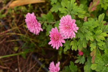 Bahçe güzel Kasımpatı çiçeği. 