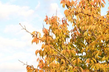 Güzel botanik çekimleri, doğal duvar kağıtları...
