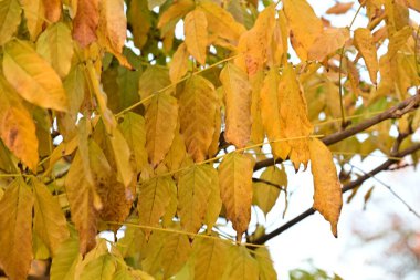 Güzel botanik çekimleri, doğal duvar kağıtları...