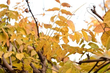 Güzel botanik çekimleri, doğal duvar kağıtları...