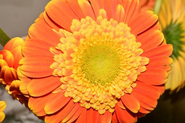 Güzel Gerbera çiçeği, yaz konsepti, yakın manzara