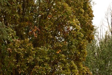 Sonbahar yaprakları, sonbahar bitkileri