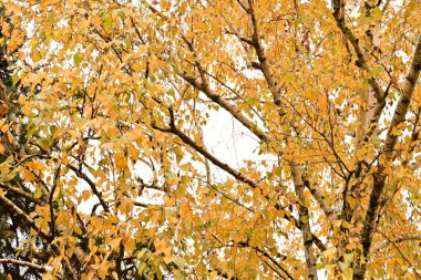 Ormanda sonbahar yaprakları