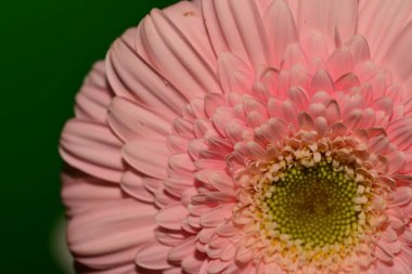 Güzel Gerbera çiçeği, yaz konsepti, yakın manzara