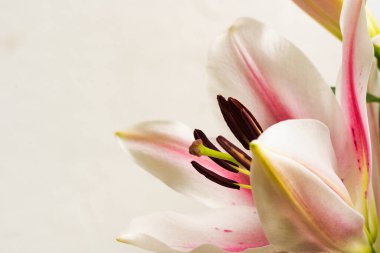 Beyaz arka plandaki güzel pembe zambak çiçeğini kapat.