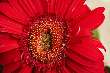 Güzel Gerbera çiçeği, yaz konsepti, yakın manzara