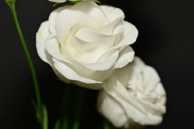 Siyah arkaplanda beyaz çiçekler