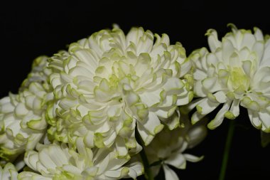 Bahçede yetişen güzel çiçekler 