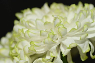 Beyaz kasımpatı çiçeği yakın çekim