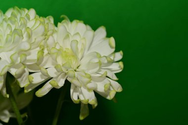 Güzel beyaz kasımpatılara yakın dur.