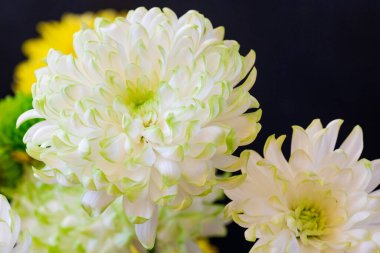 Siyah arkaplanda kasımpatılar