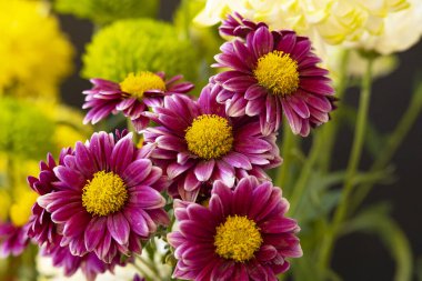 Güzel çiçekler, yakın manzara.