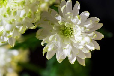 Bahçedeki güzel kasımpatı çiçekleri