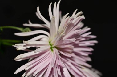 koyu arka plan üzerinde güzel bir çiçek