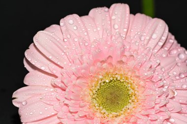 close up of beautiful gerbera  flower on black background