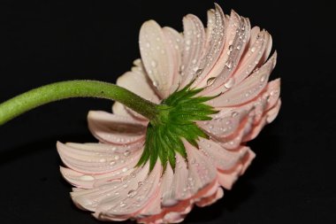 Çiçek, güzel botanik çekimi, doğal duvar kağıdı.