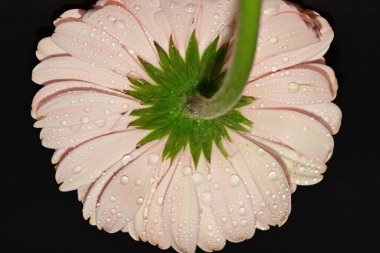 Güzel çiçek, bitkisel konsept, doğa geçmişi