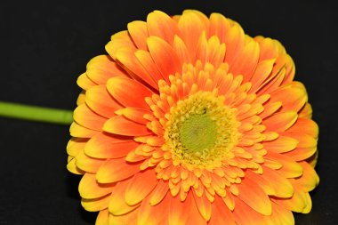 Siyah arka planda güzel Gerbera çiçeği