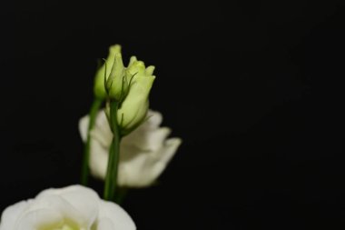 Güzel çiçekler, çiçek konsepti