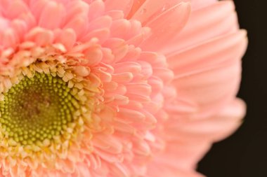 close up of beautiful gerbera  flower on black background