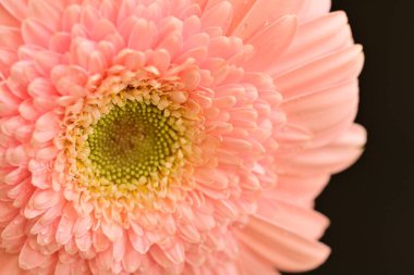 close up of beautiful gerbera  flower on black background