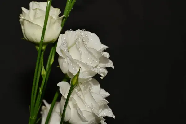 beautiful white flowers on a black background