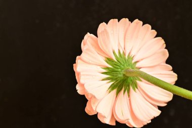 close up of beautiful gerbera  flower on black background